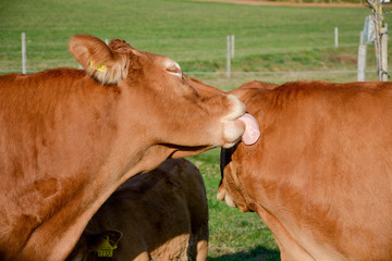 calf on meadow