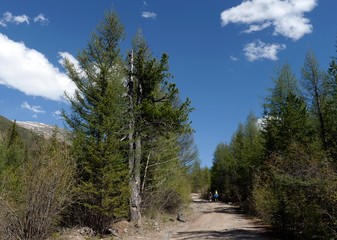 Mountain road in the area of the river Yarlyamry. Mountain Altai.Siberia. Russia