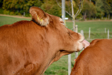 calf on meadow