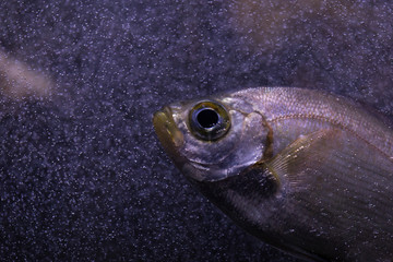 fish in aquarium