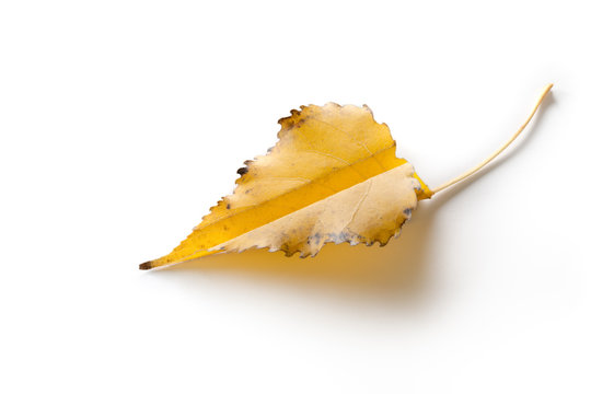 Yellow maple leaf, folded in the form of a paper airplane. Autumn greetings.