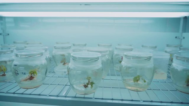 Sprouts in the laboratory