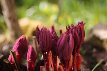 Frühling im Garten
