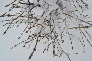 branches in snow