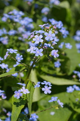 Blooming Bruner large-leaved (lat. Brunnera macrophylla) closeup