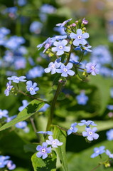 Blooming Bruner large-leaved (lat. Brunnera macrophylla) in the garden closeup