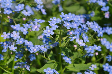 Blooming Bruner large-leaved (lat. Brunnera macrophylla) in the garden
