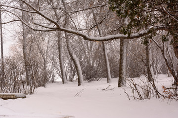 snow storm in the woods