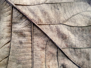 Full Frame Background of Brown Dry Leaf Texture