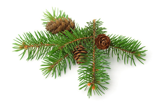 Green spruce branch with cones