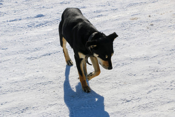 Fototapeta na wymiar young dog with a collar in winter. A big black puppy freezes in a strong frosty day and blinks from the bright sun.