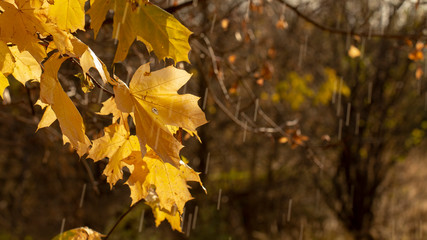 droplets on leaves.Fallen autumn leaf closeup with raindrops on Maple leaves
