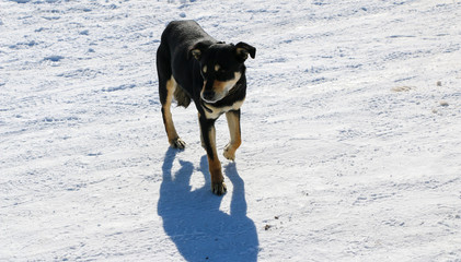 young dog with a collar in winter. A big black puppy freezes in a strong frosty day and blinks from the bright sun.