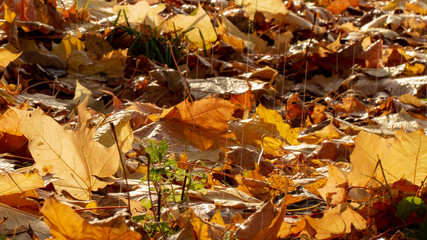 droplets on leaves.Fallen autumn leaf closeup with raindrops on Maple leaves