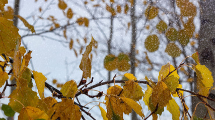 autumn background yellow orange birch leaves raindrops close up