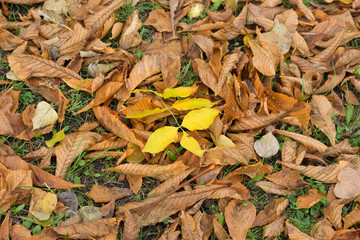 yellow autumn foliage