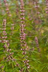 Leonurus sibiricus, commonly called honeyweed or Siberian motherwort, is an herbaceous plant species native to China, Mongolia, and Siberia.It is used as an alternative to marijuana.