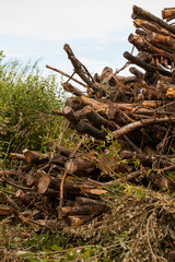 A large stack of timber in a forest waiting to be turned into biofuel