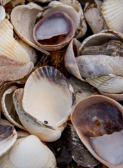 A collection of close up Sea Shells on a beach