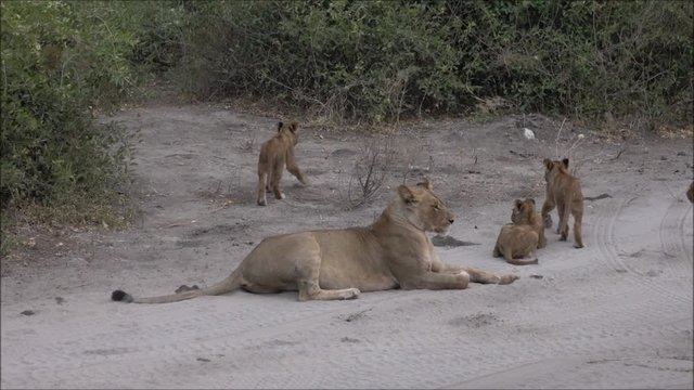 Löwenrudel  im Chobe Nationalpark, Botswana, Afirka