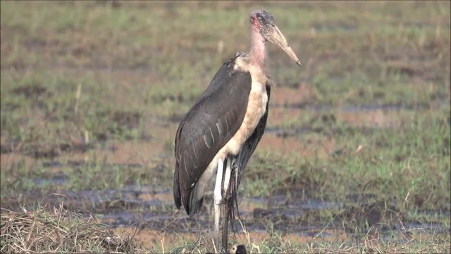  Marabu (Leptoptilos crumeniferus)  am Chobe River, Botswana, Afrika
