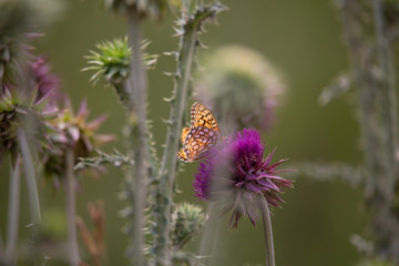 Thistles with Butterfly