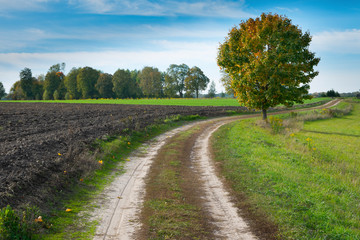 Fototapeta na wymiar Green winding road. Masuria, Poland.