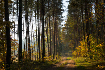 Road through the autumn forest. Masuria, Poland.