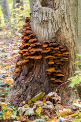 Fototapeta na wymiar Old mushrooms on tree
