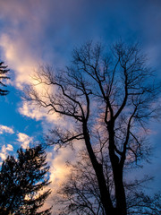 Fototapeta na wymiar naked tree agains November sky