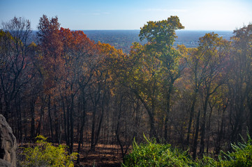 Naklejka premium trees in autumn