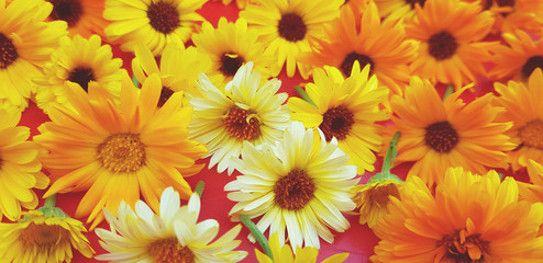 Calendula marigold plant organic tea Mary gold flower  