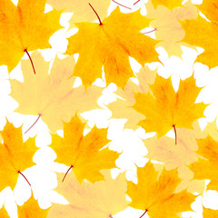 Autumn yellow maple leaf seamless pattern on white background. fabric texture