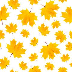 Fototapeta premium Autumn yellow maple leaf seamless pattern isolated on white background. fabric texture