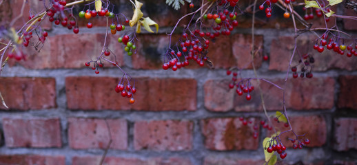 bright red berries on brick wall background
