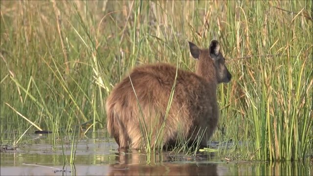 Wasserbock (Kobus) am Okavango, Namibia