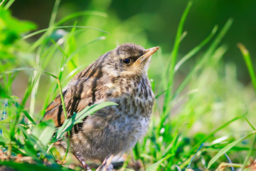 funny little bird the Blackbird is sitting in the green grass in the Park and waiting for parents