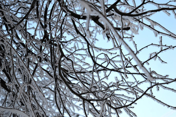 branches of a tree