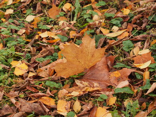 Yellow autumn maple leaf lies on the ground.