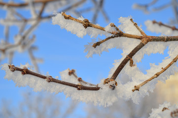 branch of a tree