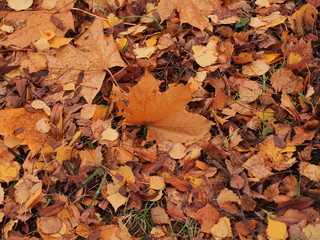 Yellow autumn maple leaf lies on the ground.