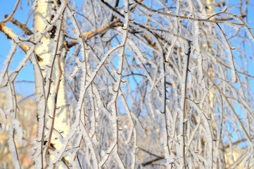 branches of a tree in winter