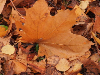 Yellow autumn maple leaf lies on the ground.