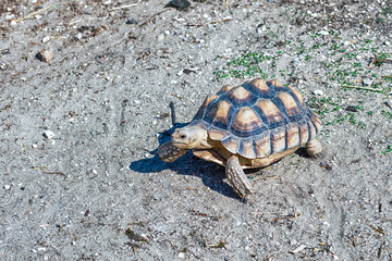 African spurred tortoise aka sulcata tortoise walking in the garden