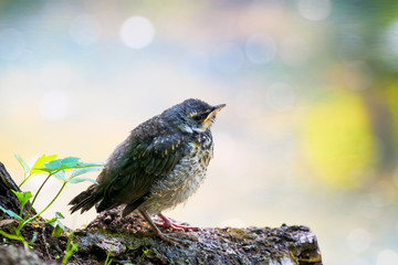 proud little baby bird a Blackbird is sitting in a Sunny bright spring Park near a pond and waiting for parents