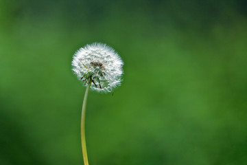 Dandelion, nature