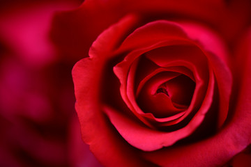 Beautiful red roses close up. Background for celebrations.