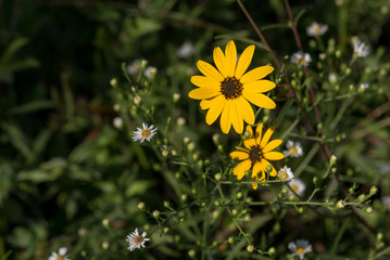 Yellow Wildflowers Among White Asters
