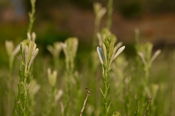 Polianthes tuberosa flower