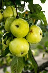 Fresh organic orchard full of riped green apples before harvest